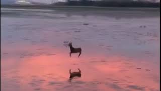 Deer prancing on the sand in the morning