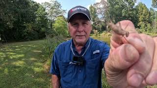 Expert Advice: Catch More Bluegills and Bream with Live Crickets!