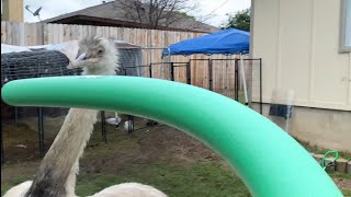 Kevin vs Pool Noodle (pool party gone SUS??) *PETA Approved!*