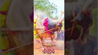 #வீரர்களை🚨 பந்தாடிய #கஜா/செவலை#காளை  💥#shots#jallikattu #salem  #kangeyam #2023@TN30KD #7449205662