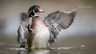 The Birds of Antigua and Barbuda: A Visual Journey #animal2024 #wildlife