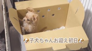 【お迎え】子犬のチワプーお迎え初日の様子🐶