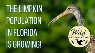 The Limpkin population in Florida is growing! (2020)