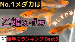 最高に美しすぎるメダカをランキング「Best５」でご紹介します！ご存知のメダカいますか？【メダカ飼育】【メダカの奴】