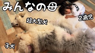 【偉大】２歳児と子犬が全身全力で甘えても全部受け入れてくれる超大型犬がみんなの母すぎました…｜グレートピレニーズ\u0026オールドイングリッシュシープドッグ\u0026トイプードル