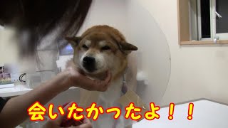 柴犬が手術を乗り越えて元気に戻ってきてくれた！