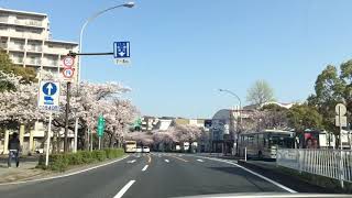 桜 満開～横浜 本牧通り　2018年3月29日