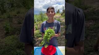 Cómo conservar tu cilantro fresco durante mucho tiempo! 👌