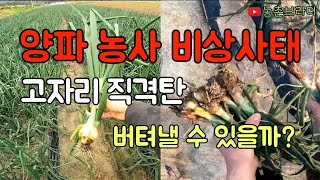 양파 농사가 고자리 노균병에 직격탄을 맞은 밭은 초토화ㅠ 양파 중요한 시기!! 그래도 논에 심은 양파는 다행일까..? 약을 해도 죽지 않는 고자리