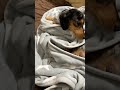 愛犬が可愛すぎて飼い主が親バカになってるだけの動画【ミニチュアダックスフンド シルバーダップル】 shorts