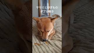 【献上】留守番ご褒美オヤツを食すミナト #shorts #豆柴 #柴犬 #犬 #dog #mameshiba #shibainu