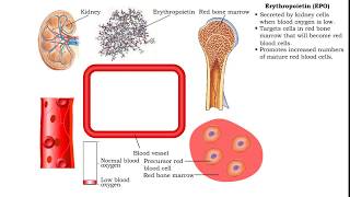 Red Blood Cells - Erythropoietin (EPO)