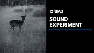 University project uses the voices of ABC presenters to control feral deer | ABC News
