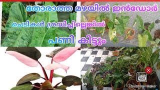 മഴയിൽ ചെടികൾ നശിച്ചു പോകാതെ സംരക്ഷിക്കാം  indoor plants malayalam #philodendron #indoorplants #tips