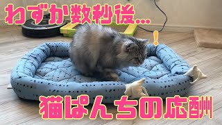 まったり中のおばあちゃん猫に忍び寄るやんちゃ猫