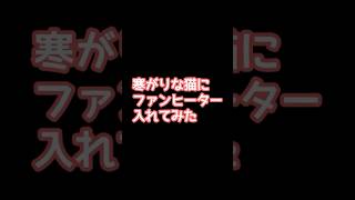 寒がりな猫にファンヒーター出してみた　#やってみた #猫のいる暮らし #ファンヒーター