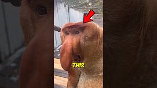 This Monkey Looks Weird.. But Wait Until You Hear It 😁