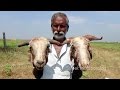 Lamb Head Spicy Recipe in Village Style || Street Food Catalog || VILLAGE FOOD FACTORY