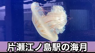 【Vlog】小田急線片瀬江ノ島駅の海月【ぽふ】