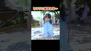 ヒツジに襲われてとんでもないことになった… #Shorts