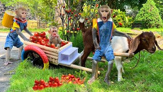 Monkey Baby Bim Bim & Goats Enlisted Harvesting Fruit To Make Smoothies