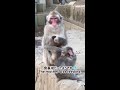 【さる園】母を呼ぶ赤ちゃん猿baby calls mother【snow monkey】