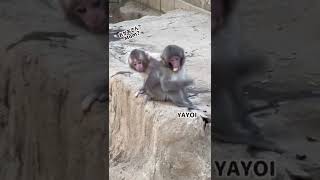 【さる園】母を呼ぶ赤ちゃん猿Baby calls mother【SNOW MONKEY】