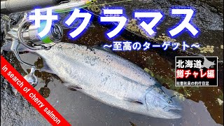 北海道【海サクラ】春のサクラマス編2　マスチャレ1本目達成中 #サクラマス　＃北海道　＃サクラ