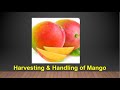 Harvesting and Handling of Mango