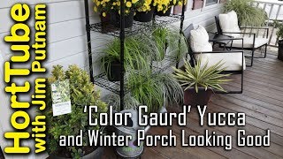 'Color Guard' Yucca - Winter Container Plants