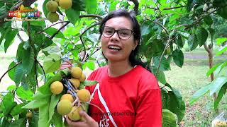 Panen Buah KECAPI yang NIKMAT di Taman Buah Mekarsari | #VlogMekarsari #mekarsariexplore