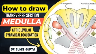 Transverse Section of Medulla || T.S of Lower Part of Medulla at Pyramidal Decussation