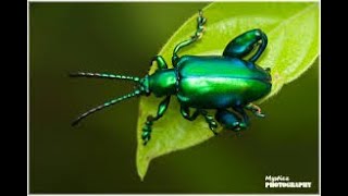 FROG LEGGED LEAF BEETLE || Sagra buqueti ||INSECT WORLD ||ENTOMOLOGY #indianentomologysocity