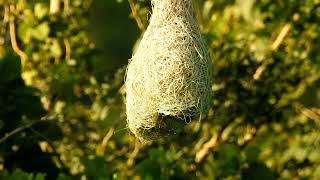 වඩු කුරැල්ලා (Weaver Bird)