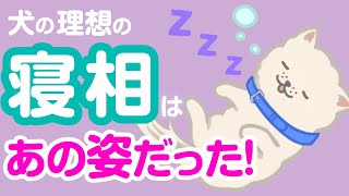 犬の寝相に意味はある？理想の寝相は意外な●●だった！