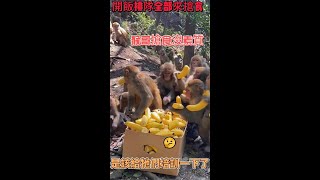 猴哥搶食不排隊是要給他們業務培訓一下#猴子##动物#shorts