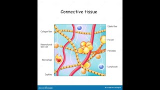 Connective Tissues (PART 2): Ground Substance to Cartilage