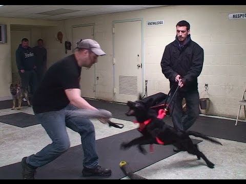 Personal Protection Training for Puppies: Preparing for Weapon Disable (K9-1.com) Personal Protection Training for Puppies: Preparing for Weapon Disable (K9-1.com)