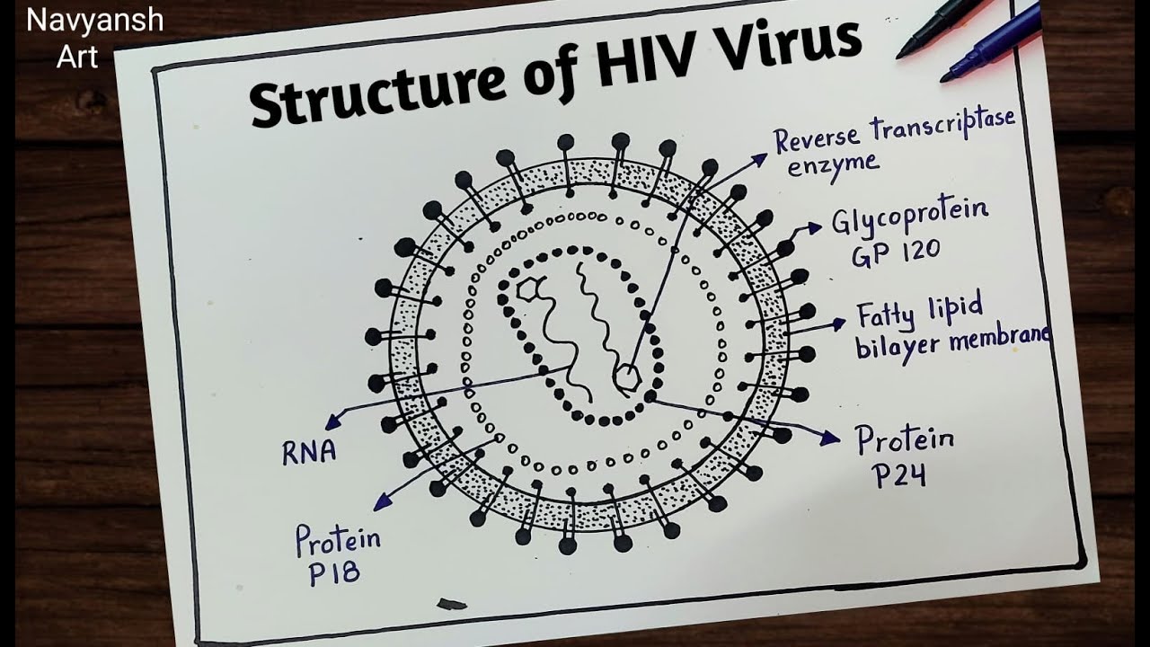Aids Diagram