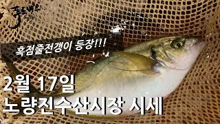 [최신시세정보] 흑점줄전갱이가  나왔어요 ! 막바지 방어 kg 9천원 !!!  2월 17일 노량진 수산시장