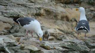 Baby Seagull feeding