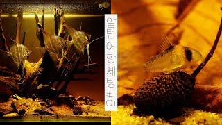 알텀 엔젤 어항 세팅 #5 | 생물 이사 | 물멍 | Orinoco Altum Angel #5 | Biotope Aquarium | MulMung