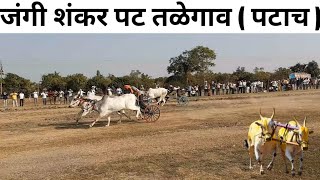 talegaon shankar pat || जंगी शंकर पट तळेगाव( पटाच ) #bailgadasharyat #shankarpat