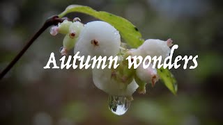 Autumn wonders