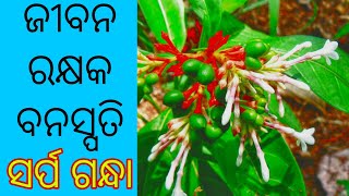 ସର୍ପ ଗନ୍ଧା ଗଛର ୧୨ ଔଷଧୀୟ ଉପଯୋଗ। Sarpagandha plant benefits in odia, serpentine plants,