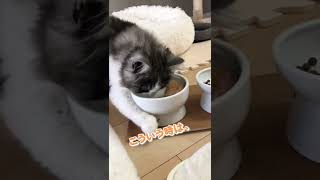 おもちゃを飲み水に落としたら、こうしよう！【癒し猫】#Shorts