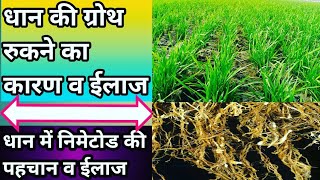 DSR PART 14!nematode control in rice crop! धान में निमाटोड की रोकथाम व पहचान!