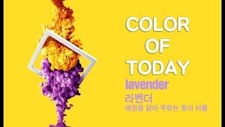 [롬군이의 힐링영상 : 오늘의색] Color of today : Lavender 라벤더 :  애정을 담아 부르는 꽃의 이름, 하루에 한 컬러, 아름다운 색을 소개합니다.