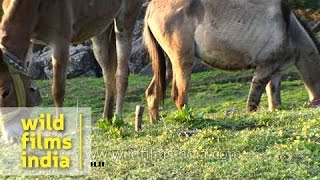 Ponies and sheep grazing on a meadow en route Kuari Pass - Uttarakhand