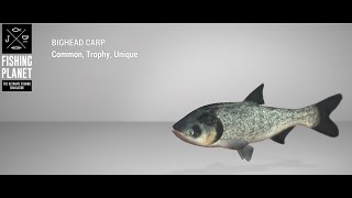 Fishing Planet - Sander Baggersee Lake - Unique - Bighead Carp - Float